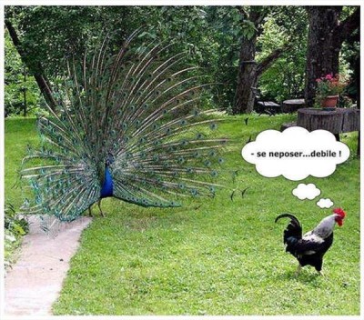 páv_vs__kohout_jpg.jpg